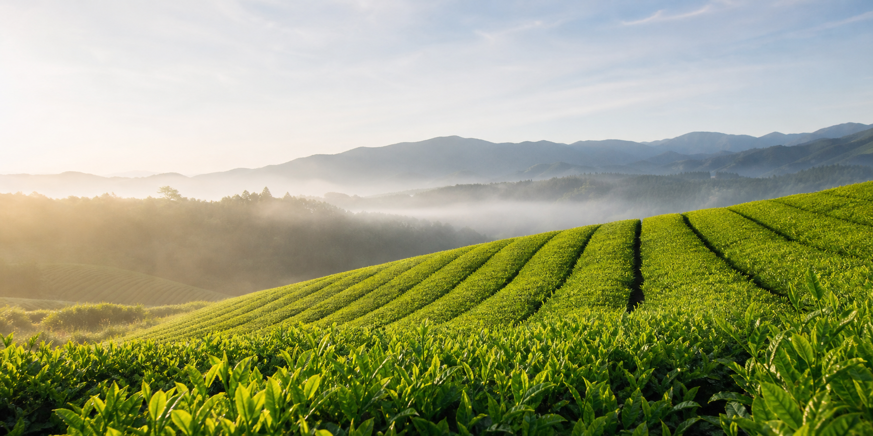 山あいに広がる朝の茶畑